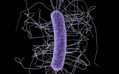 Pharmacy Times: Exploring Collaborative Care Strategies in C. Difficile Treatment