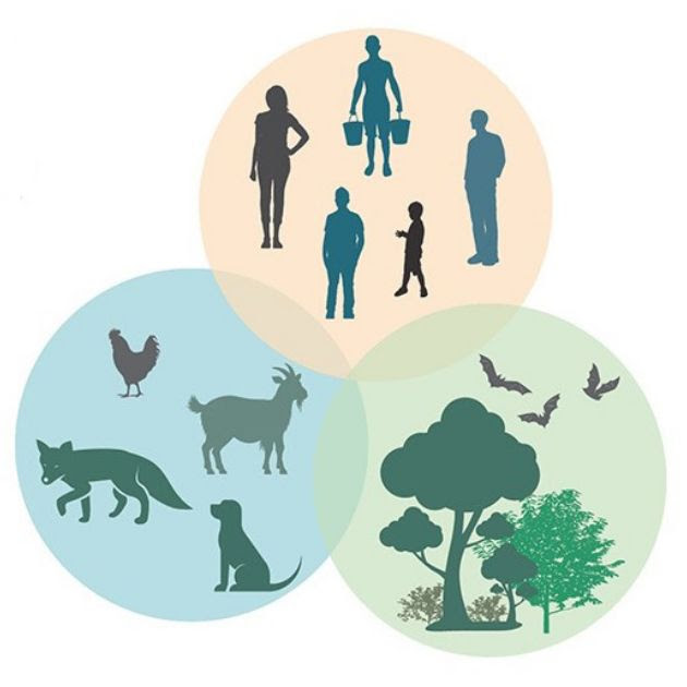 Image featuring the 3 components of One Health: People, animals, and environment