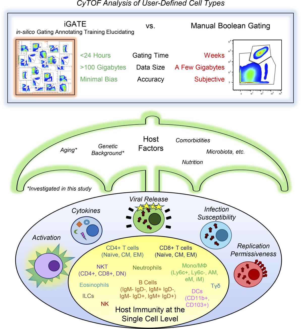 Graphical abstract of the analysis of cell types and the impacts of host factors on viral infections