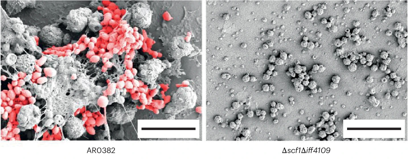 Microscopy images of Candida auris