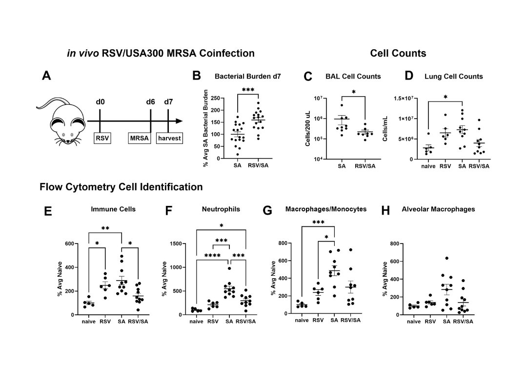 Image depicting the mouse model used for this experiment and then scatter plots of cell counts