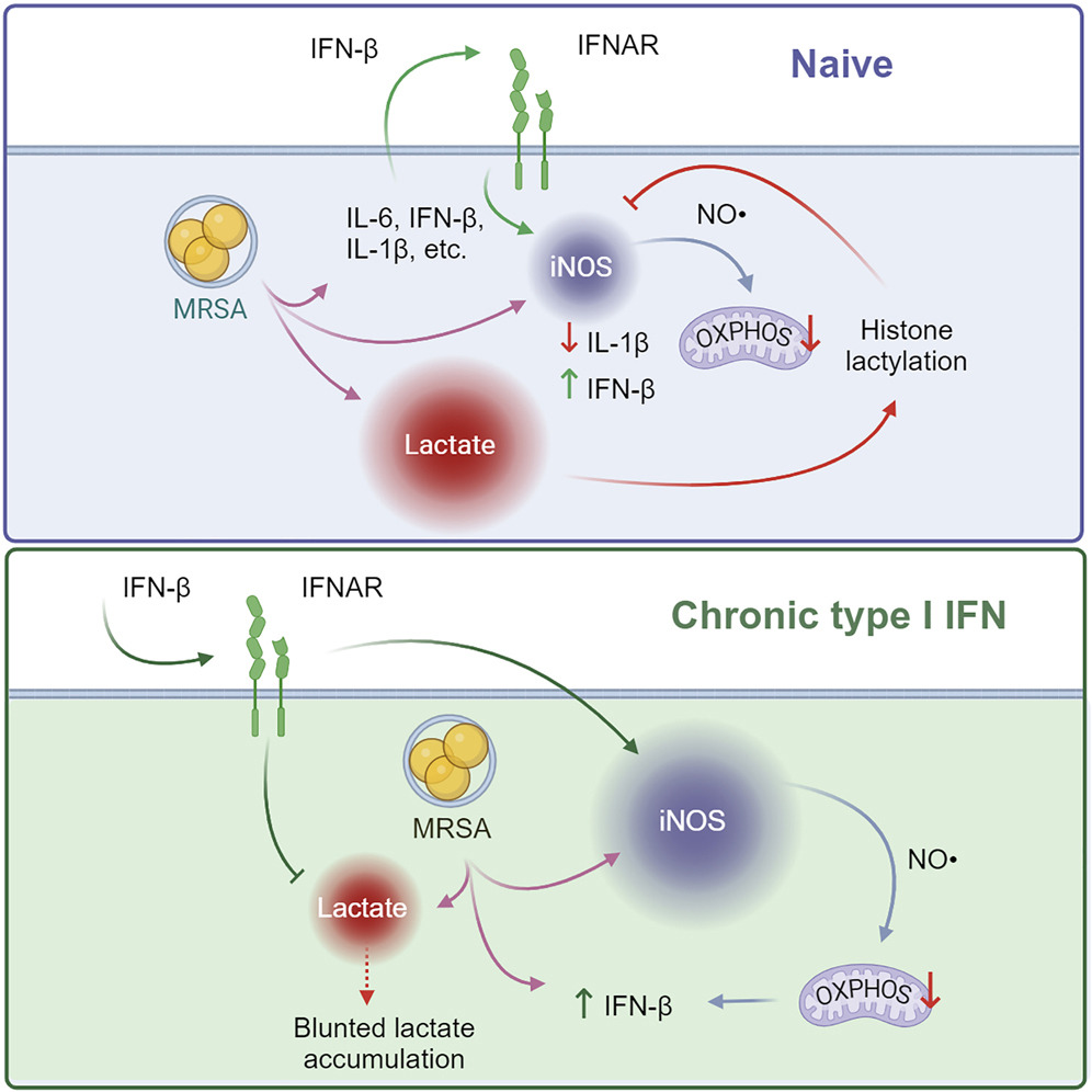 graphical abstract of the study, highlighting - Staggered TLR and IFNAR signaling guide MRSA-induced metabolic remodeling in macrophages - Infection-induced NO, disrupts the respiratory chain modulating IL-1b and IFN-b production - Histone lactylation represses Nos2 and limits NO, -driven IFNb production - Chronic type I IFN blunts histone lactylation