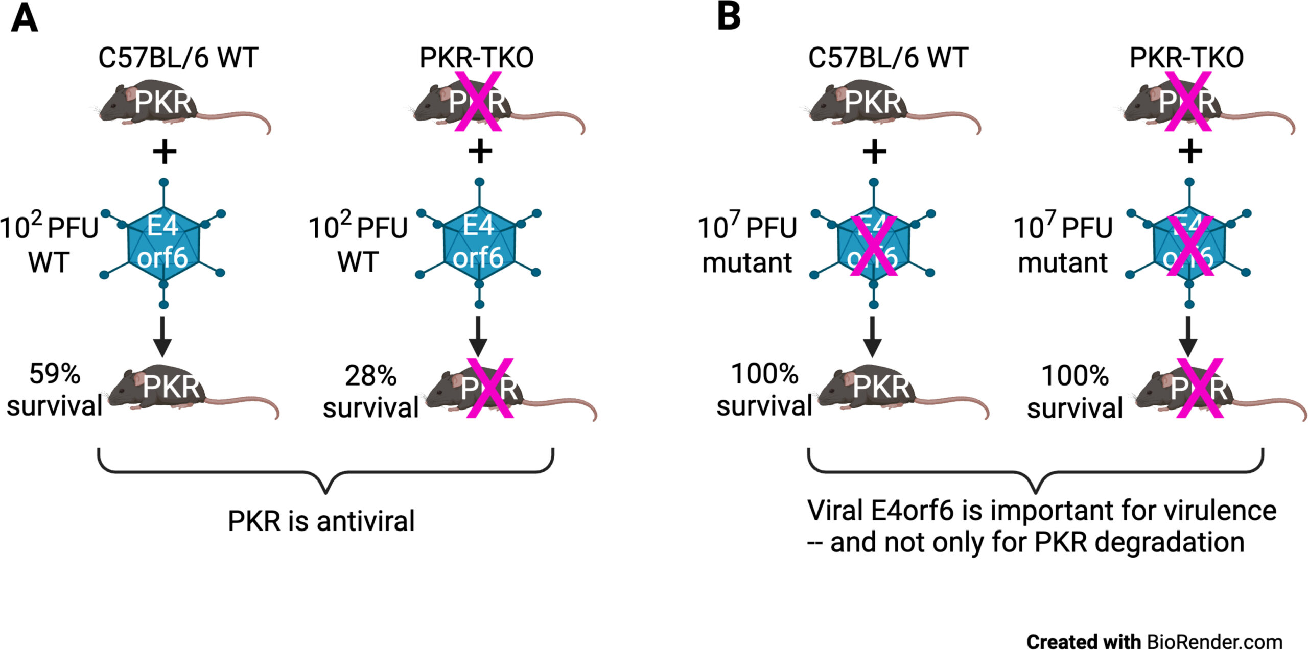 Graphical Summary of results showing their mouse model. Summary of results. (A) Comparison of survival of WT C57BL/6 mice and PKR-TKO mice upon infection with WT MAV-1 at ~1 LD50 (102 PFU). “X” indicates knockout of PKR in the PKR-TKO mice. Data based on Fig. 3 and Table 1. (B) Comparison of survival of WT and PKR-TKO mice upon infection by mutant E4orf6TMC2 virus at the maximum dose, 107 PFU. The E4orf6 change of three amino acids in the Cul2-binding site is indicated by the “X” on the mutant virus