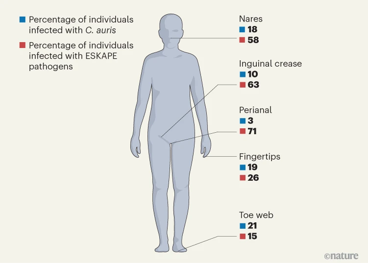 diagram that shows the bodyu regions where C. auris and other ESKAPE pathogens reside on people in nursing homes