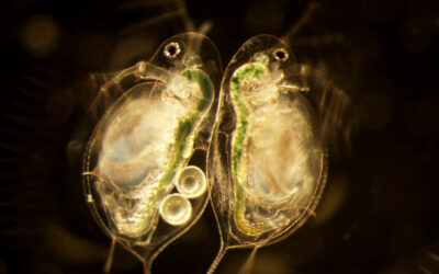 Learning from Daphnia: The Generational Impact of Illness