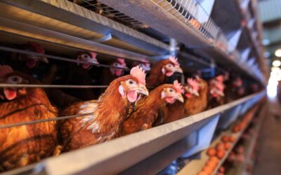 New research brings power of AI, robotics, deep datasets to test drugs for devastating bird flu