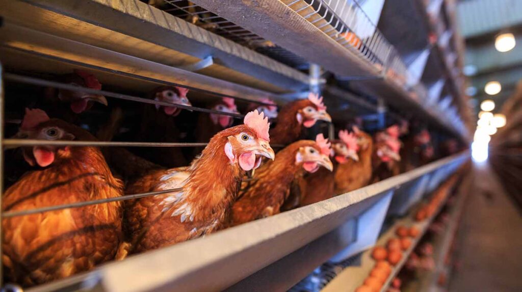 Image of chickens